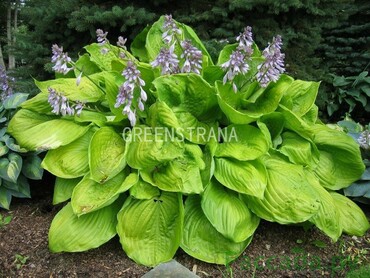 Хоста гибридная Сам энд Сабстенс (Hosta x hybrida 'Sum and Substance')