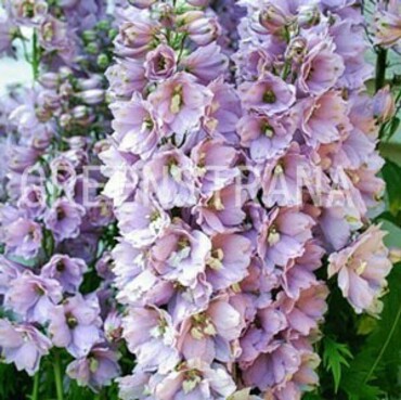Дельфиниум тихоокеанский Черри Блоссом Виз Би (Delphinium pacificum 'Cherry Blossom With Bee')