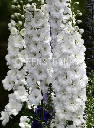 Дельфиниум тихоокеанский Галахад (Delphinium pacificum 'Galahad')