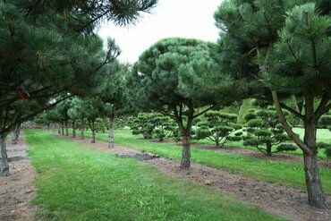 Бонсай - Сосна черная (Pinus nigra)