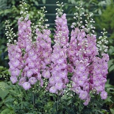 Дельфиниум тихоокеанский Гиневра (Delphinium pacificum 'Guinevere')