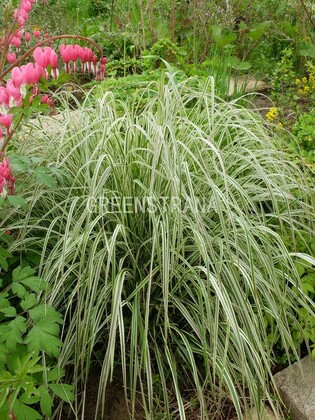 Вейник остроцветковый Вальденбух (Calamagrostis x acutiflora 'Waldenbuch')