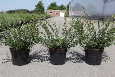 Береза карликовая Нана (Betula nana 'Nana')