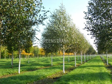 Береза полезная Жакмана (Betula utilis 'Jacquemontii')