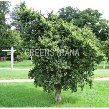 Вяз малый (Ulmus minor)