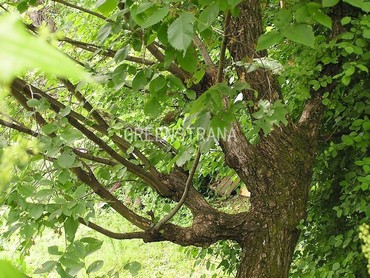 Вяз обыкновенный (Ulmus laevis)