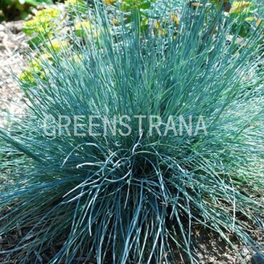 Молиния голубая Виндшпиль (Molinia caerulea 'Windspiel')