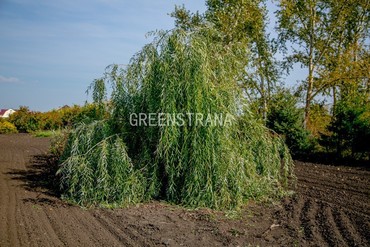 Ива Идеал (Salix 'Ideal')