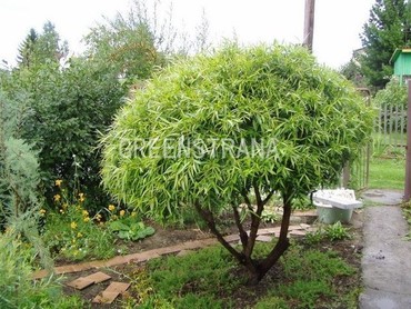 Ива белая Шаровидный Карлик (Salix alba 'Sharovidnyi Karlik')