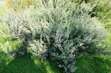 Ива швейцарская (Salix helvetica)