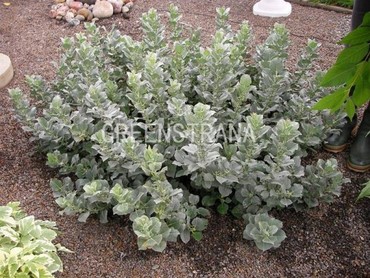 Ива шерстистая (Salix lanata)