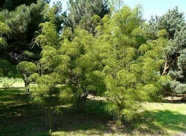 Каштан конский Лациниата (Aesculus hippocastanum 'Laciniata')