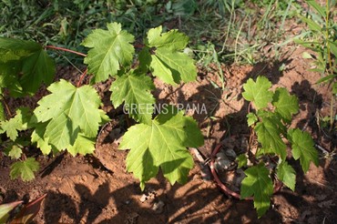 Клен ложноплатановый (Acer pseudoplatanus)