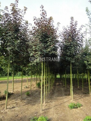 Клен ложноплатановый Брушем (Acer pseudoplatanus 'Bruchem')