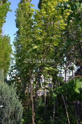 Клен ложноплатановый Леопольди (Acer pseudoplatanus 'Leopoldii')