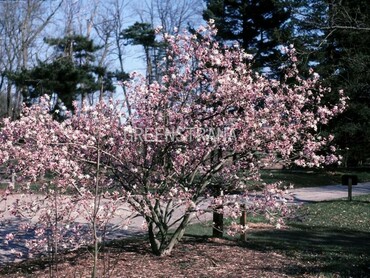 Магнолия звездчатая Рубра (Magnolia stellata 'Rubra')
