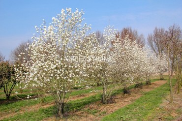 Магнолия звездчатая (Magnolia stellata)