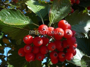 Рябина круглолистная Лютесценс (Sorbus aria 'Lutescens')