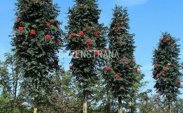 Рябина обыкновенная Глобоза (Sorbus aucuparia 'Globosa')