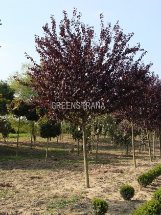 Слива растопыренная Нигра (Prunus cerasifera 'Nigra')