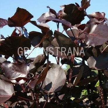Тополь дельтовидный Пёпл Тауэр (Populus deltoides 'Purple Tower')