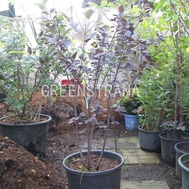 Черемуха обыкновенная Неубиенная (Prunus padus 'Neubiennaya')