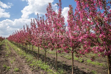 Яблоня декоративная Маковецкого (Malus 'Makowieckiana')