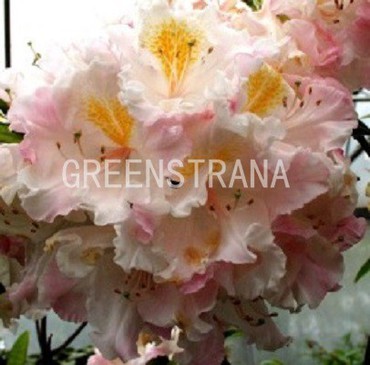 Азалия гибридная Арктик Флаш (Rhododendron 'Arctic Flush')