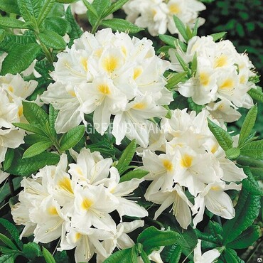 Азалия гибридная Вайт Мелоди (Rhododendron 'White Melody')
