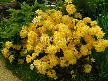 Азалия гибридная Голден Сансет (Rhododendron 'Golden Sunset')