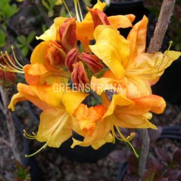 Азалия гибридная Клондайк (Rhododendron 'Klondyke')