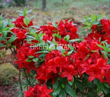 Азалия гибридная Набукко (Rhododendron 'Nabucco')