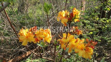 Азалия гибридная Санте Нектарин (Rhododendron 'Sunte Nectarine')