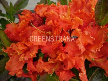 Азалия гибридная Спениш Денсер (Rhododendron 'Spanish Dancer')