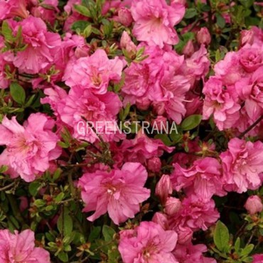 Азалия японская Рококо (Rhododendron 'Rococo')