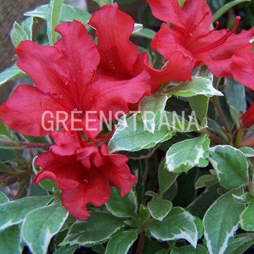 Азалия японская Хот Шот Варигата (Rhododendron 'Hot Shot Variegated')