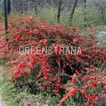 Айва великолепная Боуль де фё (Chaenomeles x superba 'Boule de Feu')