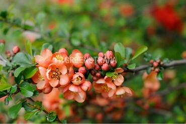 Айва красивая Фэлконет Скарлет (Chaenomeles speciosa 'Falconnet Scarlet')