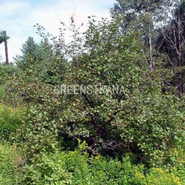 Боярышник круглолистный (шарлаховый) (Crataegus coccinea)