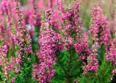 Вереск обыкновенный Аллегро (Calluna vulgaris 'Allegro')