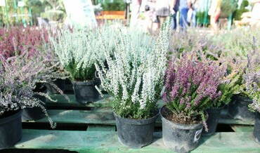 Вереск обыкновенный Элегант Перл (Calluna vulgaris 'Elegant Pearl')