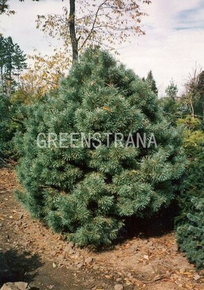 Сосна обыкновенная 'Pinus silvestris'