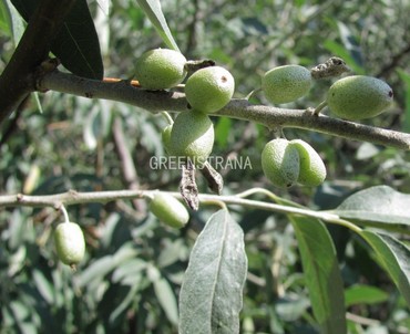 Лох узколистный (Elaeagnus angustifolia)