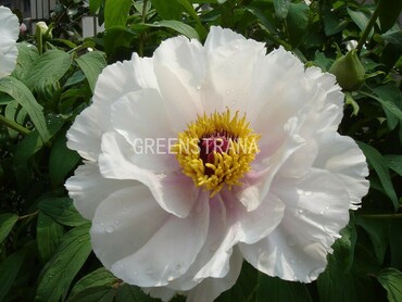 Пион древовидный Вайт (Paeonia suffruticosa 'White')