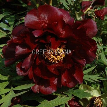 Пион древовидный Черный Лоск (Paeonia suffruticosa 'Black Lustre')