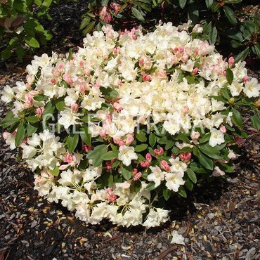 Рододендрон якусиманский Голден Точ (Rhododendron yakushimanum 'Golden Torch')