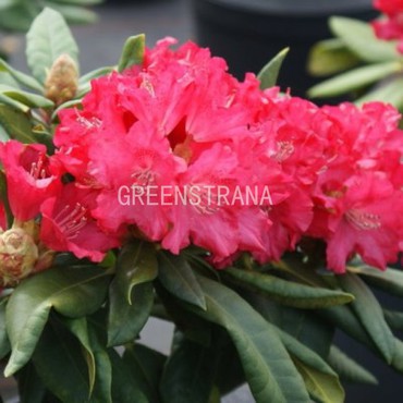 Рододендрон якусиманский Лихтфаер (Rhododendron yakushimanum 'Lichtfeuer')