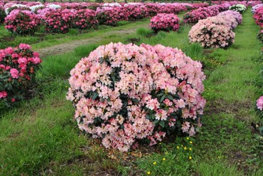 Рододендрон якушиманский Перси Вайзмен (Rhododendron yakushimanum 'Percy Wiseman')