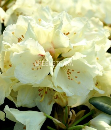 Рододендрон якушиманский Флава Лакблатт (Rhododendron yakushimanum 'Flava Lackblatt')