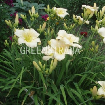 Лилейник гибридный Артик Сноу (Hemerocallis x hybrida 'Arctic Snow')